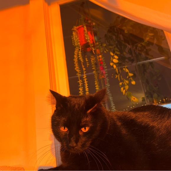 Plant Welcome Post!! 🪴🌱 - Picture 1 of 12